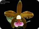 Cattleya granulosa